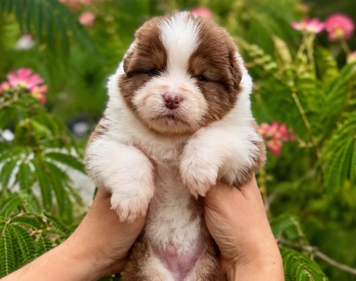 De L'Aussie Happy - Chiots disponibles - Berger Australien