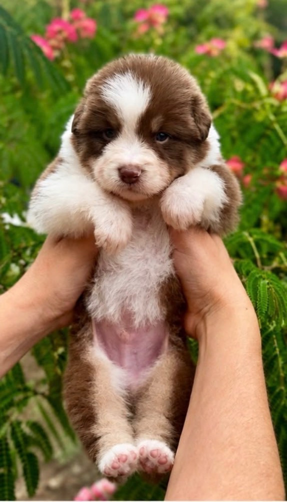 De L'Aussie Happy - Chiots disponibles - Berger Australien