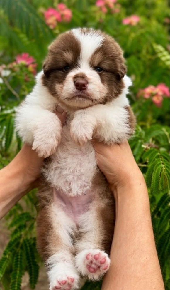 De L'Aussie Happy - Chiots disponibles - Berger Australien