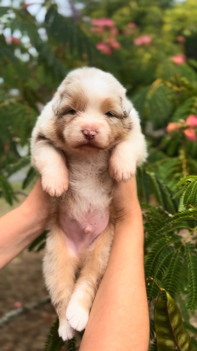 De L'Aussie Happy - Chiots disponibles - Berger Australien