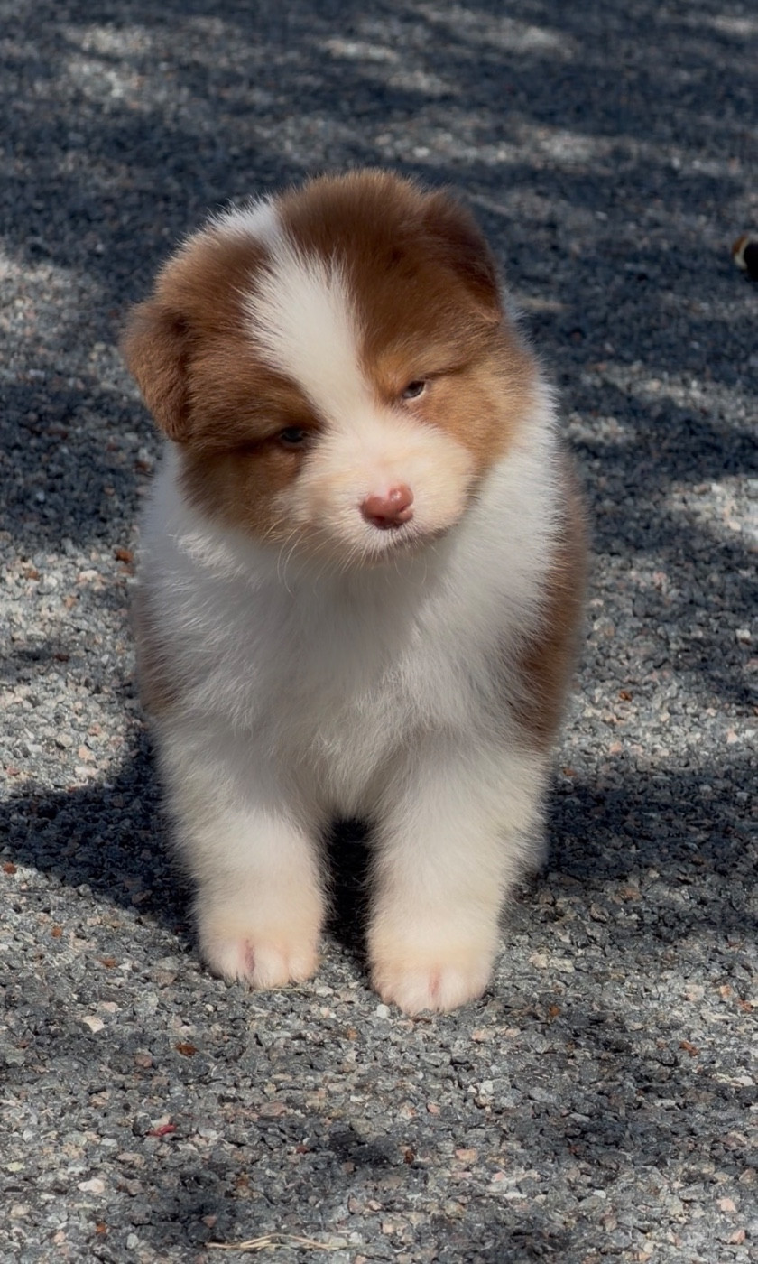 De L'Aussie Happy - Chiots disponibles - Berger Australien