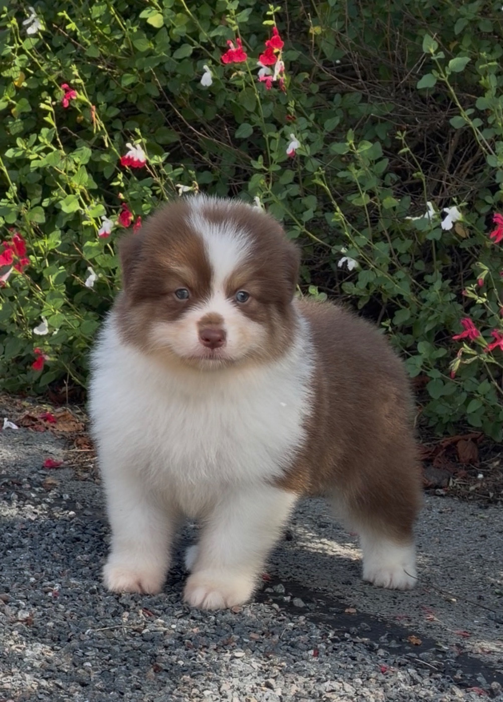 De L'Aussie Happy - Chiots disponibles - Berger Australien