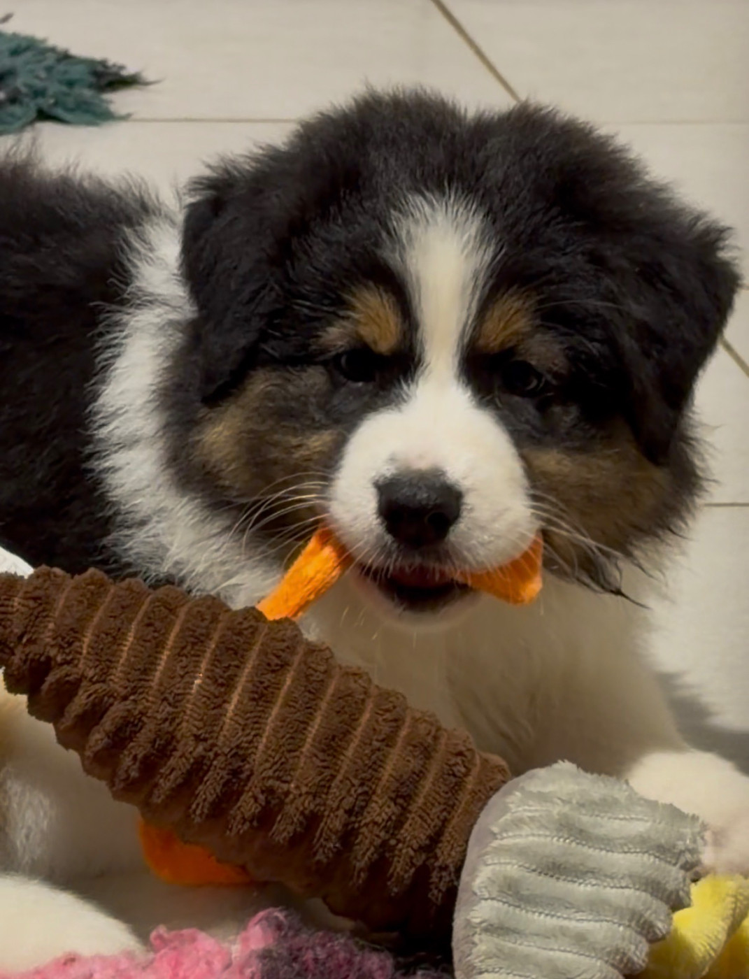 De L'Aussie Happy - Chiots disponibles - Berger Australien