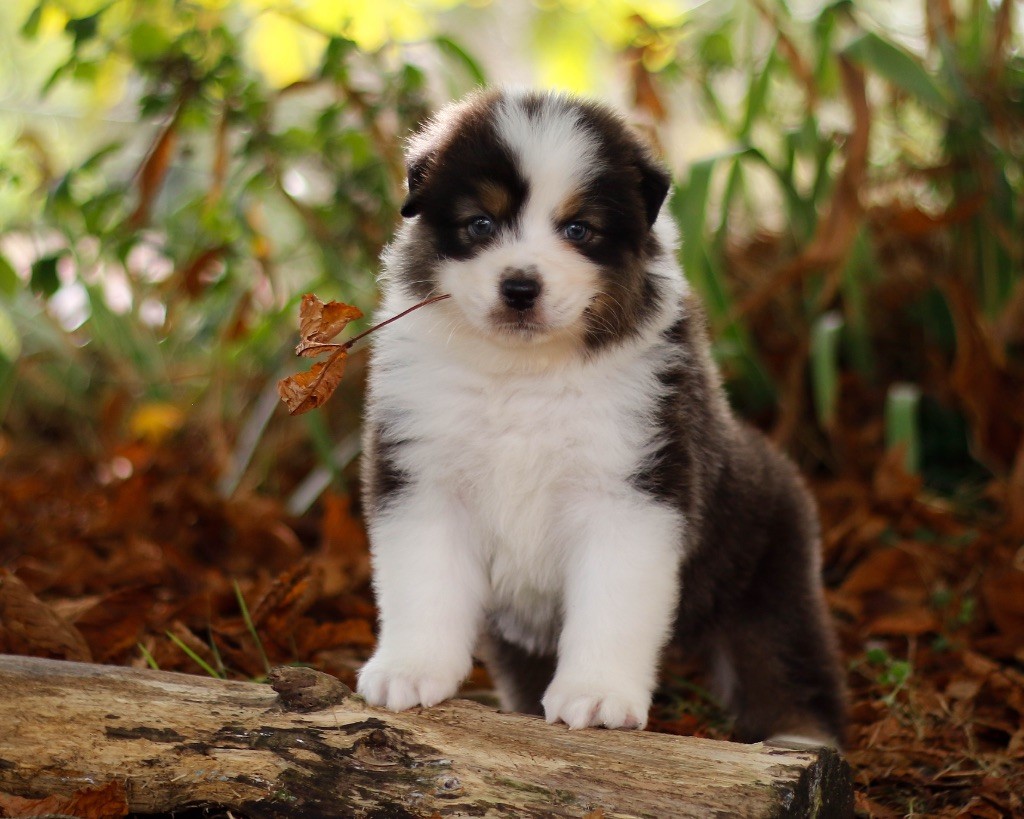 De L'Aussie Happy - Chiots disponibles - Berger Australien