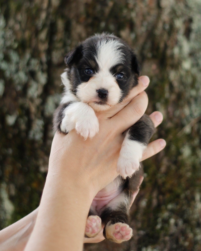 De L'Aussie Happy - Chiots disponibles - Berger Australien