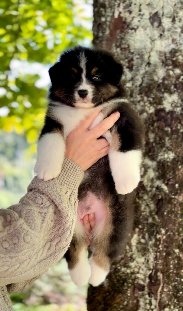 De L'Aussie Happy - Chiots disponibles - Berger Australien