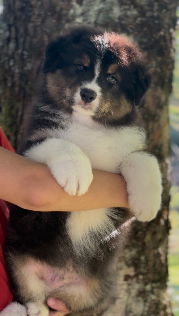 De L'Aussie Happy - Chiots disponibles - Berger Australien