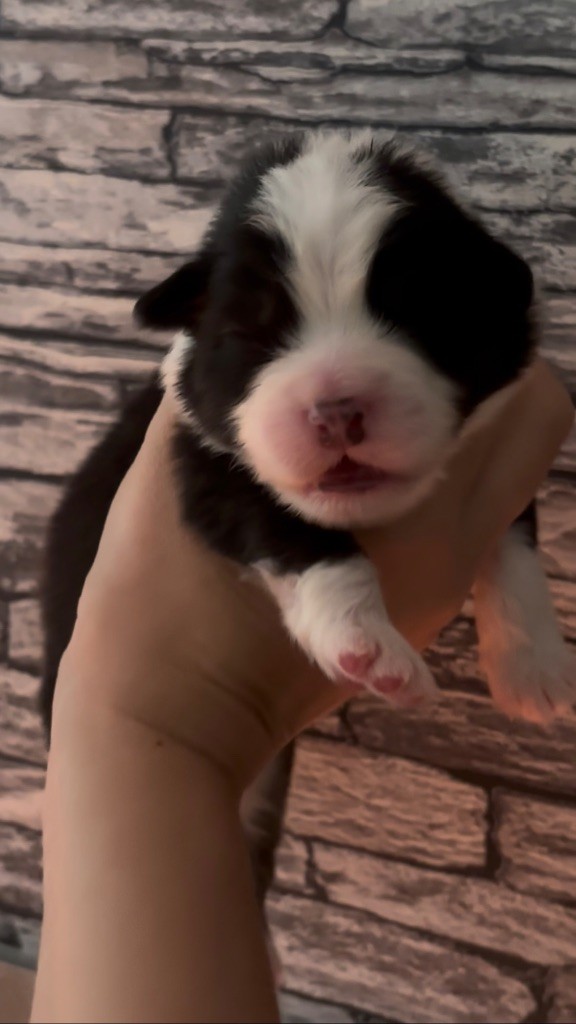 De L'Aussie Happy - Chiots disponibles - Berger Australien
