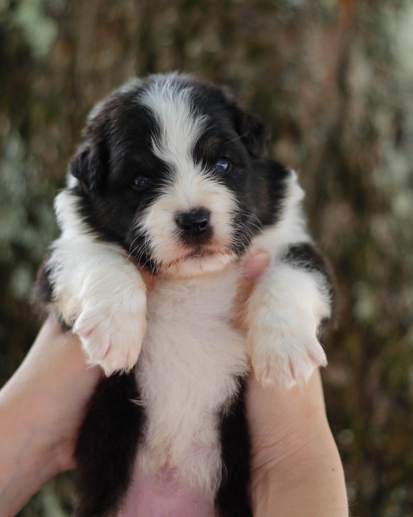 De L'Aussie Happy - Chiots disponibles - Berger Australien