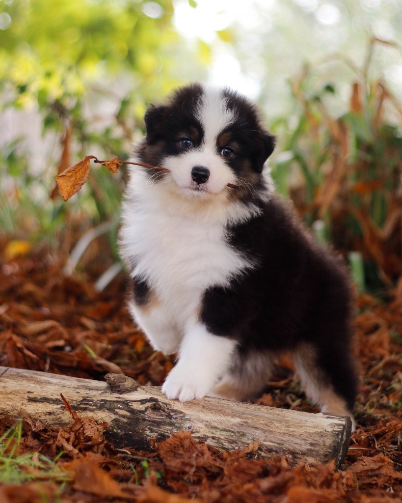 De L'Aussie Happy - Chiots disponibles - Berger Australien