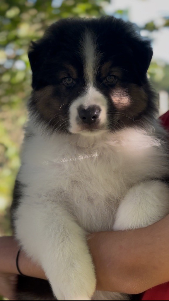 De L'Aussie Happy - Chiots disponibles - Berger Australien