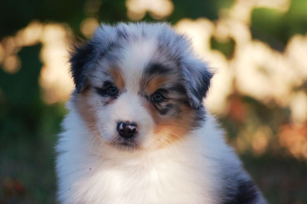 Pepsi De l'aussie happy 