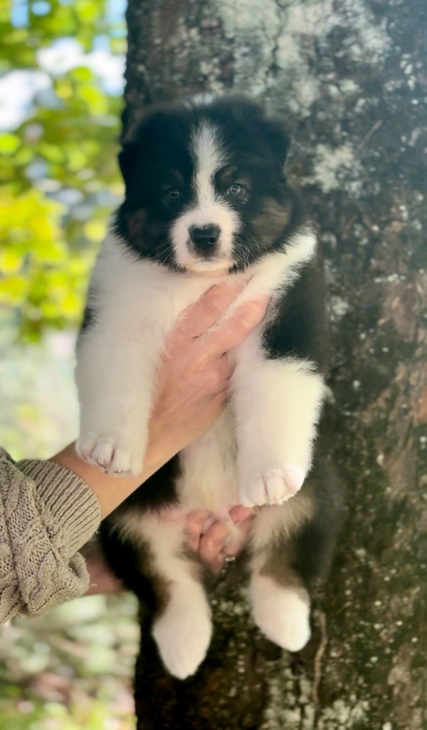 De L'Aussie Happy - Chiots disponibles - Berger Australien