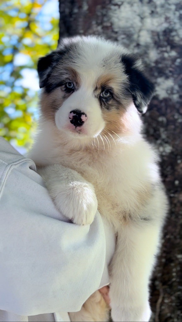 De L'Aussie Happy - Chiots disponibles - Berger Australien