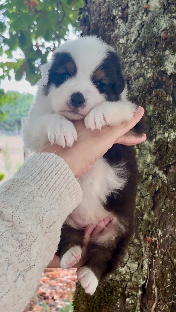 De L'Aussie Happy - Chiots disponibles - Berger Australien