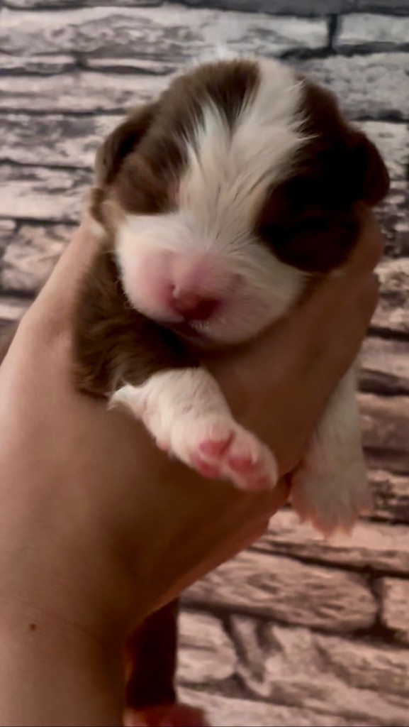De L'Aussie Happy - Chiots disponibles - Berger Australien