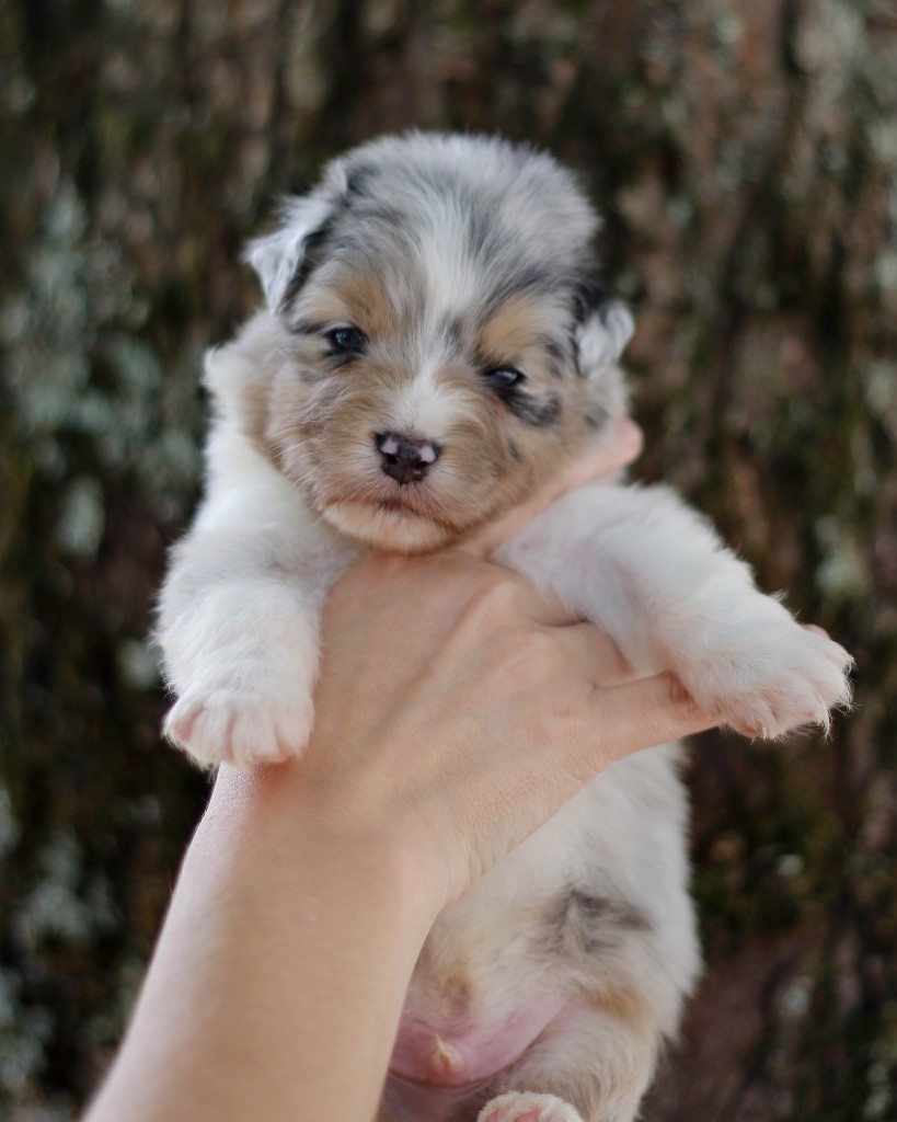 De L'Aussie Happy - Chiots disponibles - Berger Australien