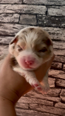 CHIOT