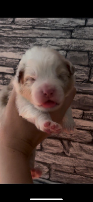 CHIOT