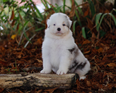 Alpha De l aussie Happy 
