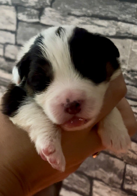 CHIOT
