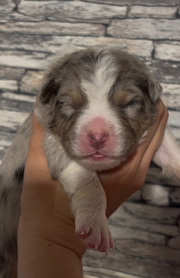 CHIOT 2