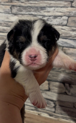 CHIOT 4