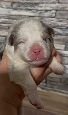 CHIOT 6