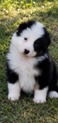 Black Panda de l aussie Happy