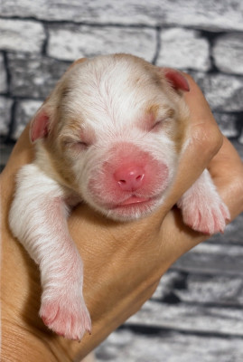 CHIOT 1