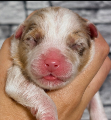 CHIOT 2