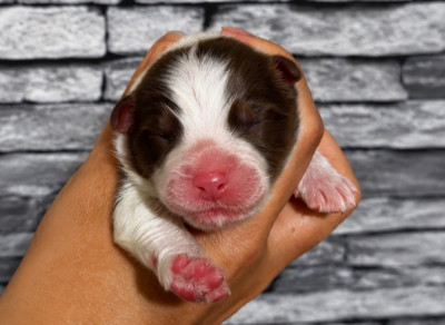 CHIOT 4