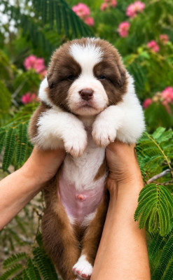 CHIOT 4