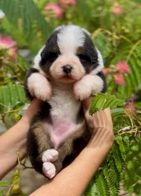 CHIOT 1