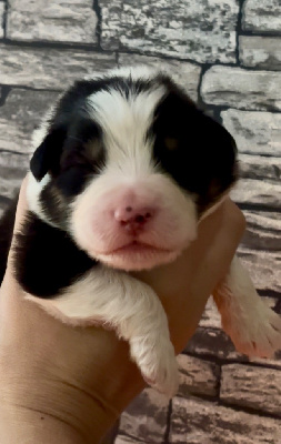 CHIOT