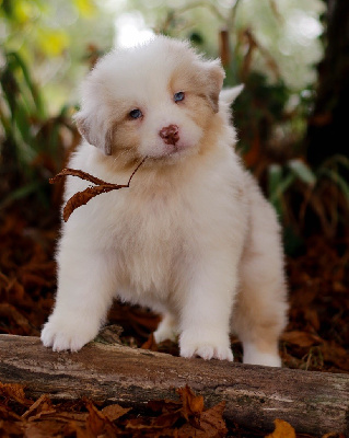 Aslan D de l aussie  Happy