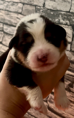 CHIOT