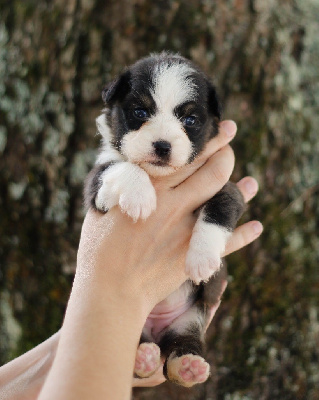 CHIOT 6