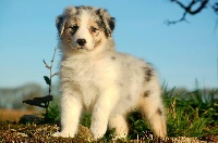Maina De l'aussie happy