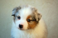 Macintosh De l'aussie happy