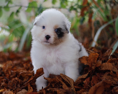 CHIOT