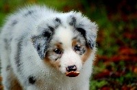 Prune De l'aussie happy 