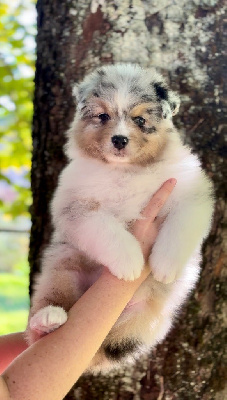 Aslan de l aussie happy 