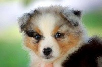 Perle de l'aussie happy 