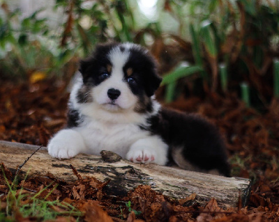 Aslan de l aussie happy 