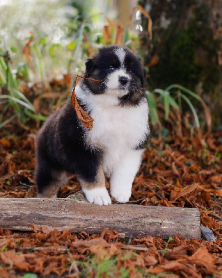 CHIOT 5