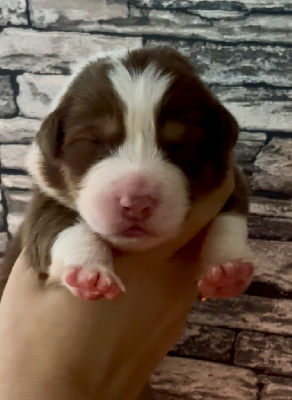 CHIOT