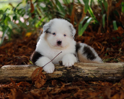 Ace De l aussie Happy 