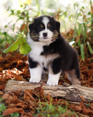 CHIOT 4