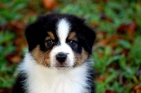 Phamtom  De l'aussie happy 